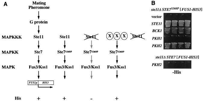 FIG. 1