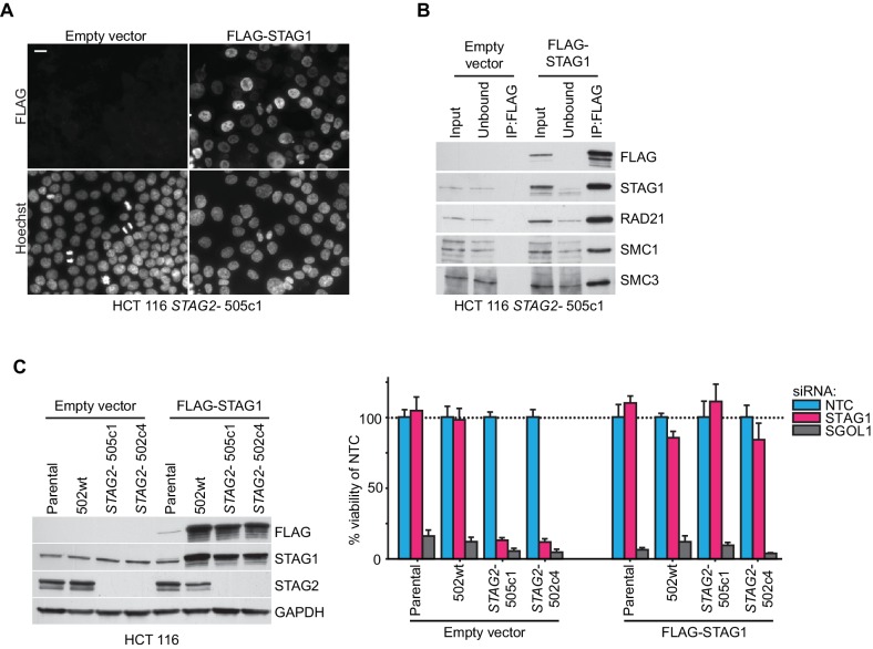 Figure 1—figure supplement 2.