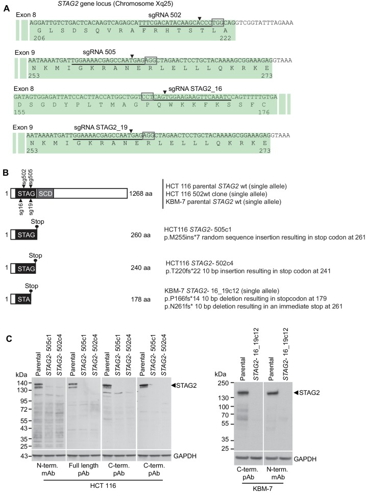 Figure 1—figure supplement 1.