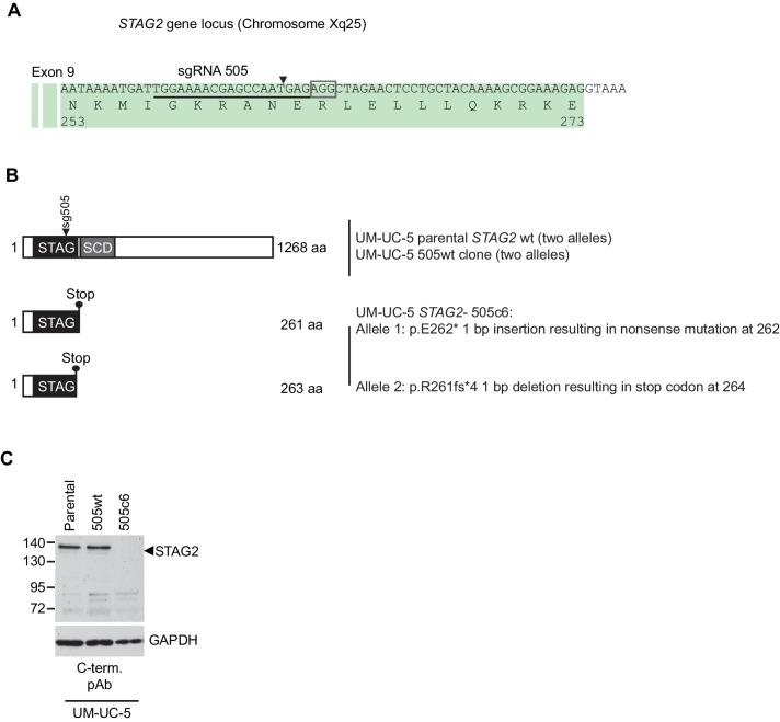 Figure 3—figure supplement 2.