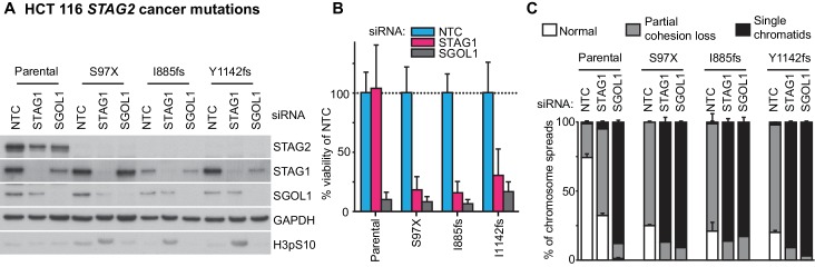 Figure 3—figure supplement 1.