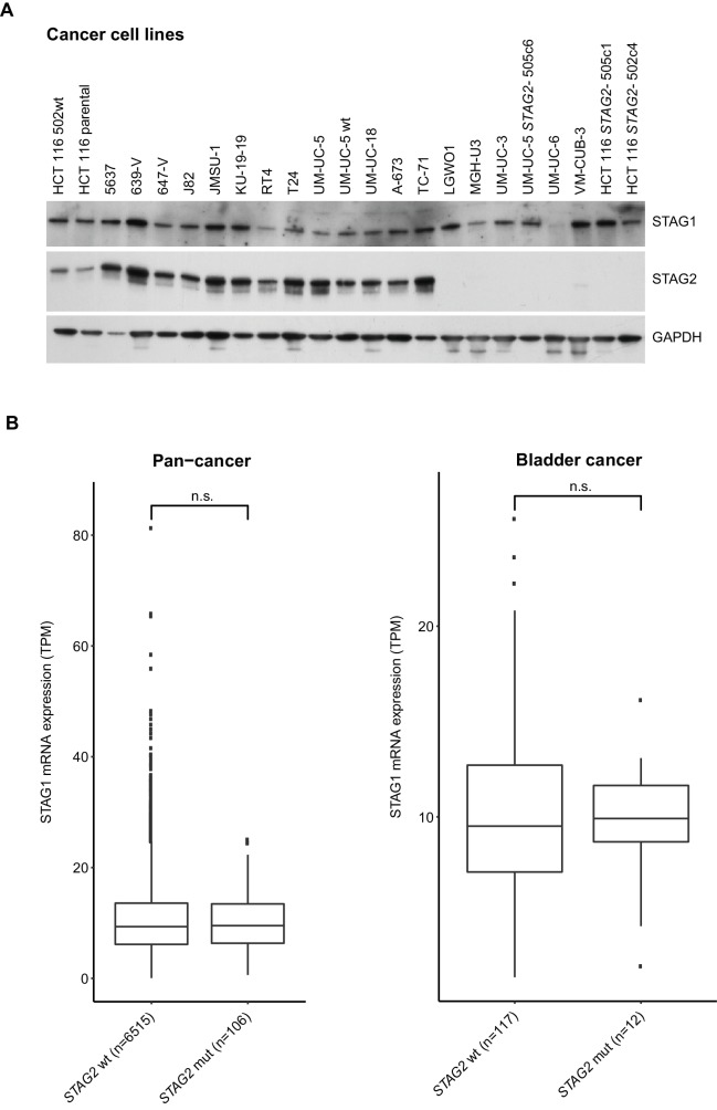 Figure 4—figure supplement 1.