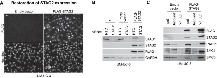 Figure 3—figure supplement 3.