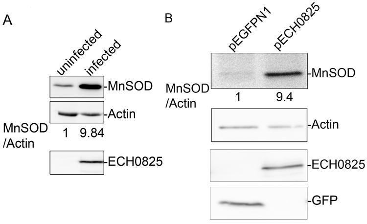 Fig. 10