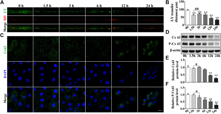 FIGURE 3