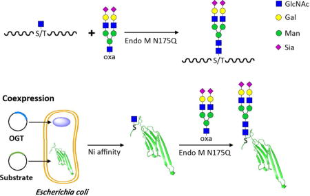 graphic file with name nihms964805u1.jpg