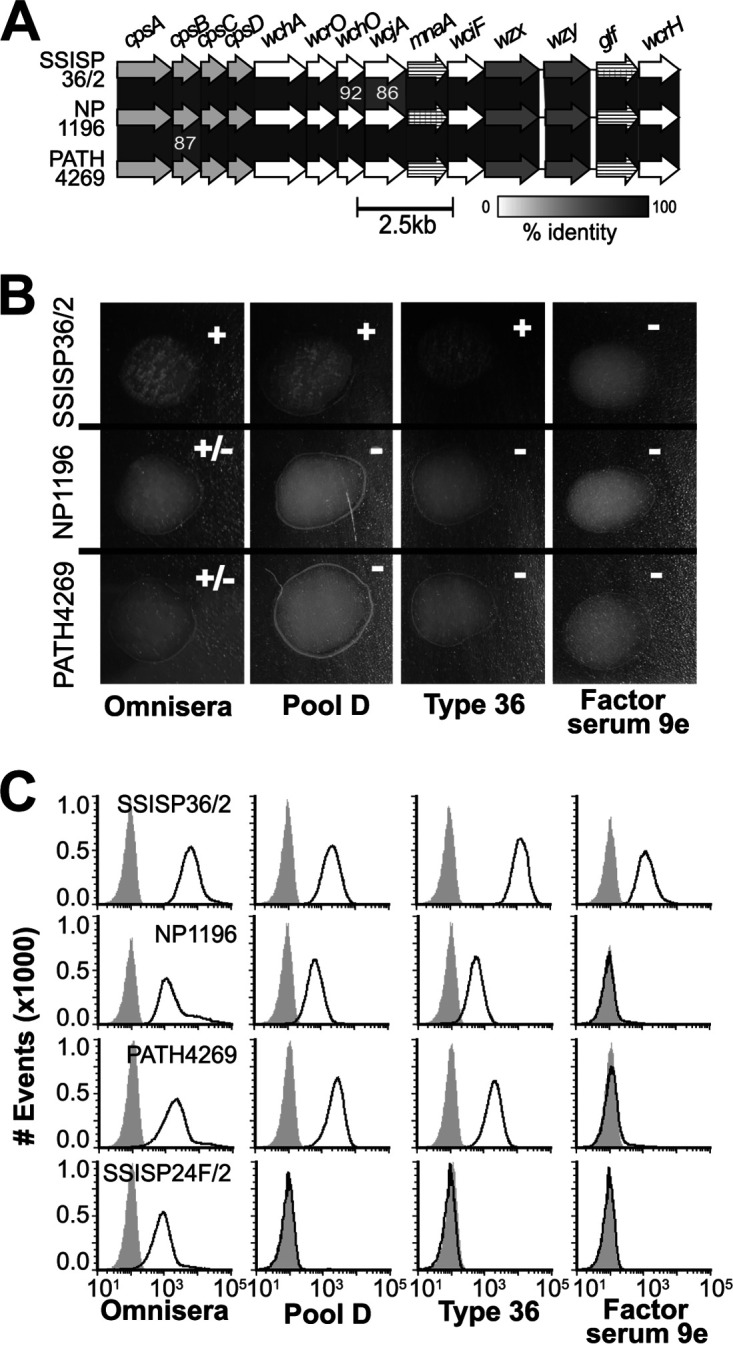 FIG 1