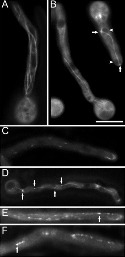 FIG. 5.