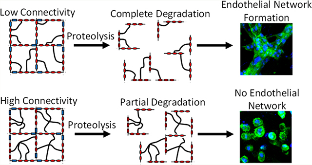 graphic file with name nihms-1593253-f0005.jpg