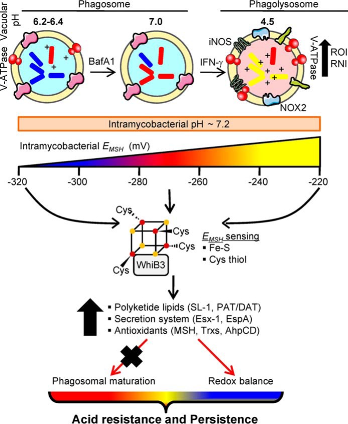 FIGURE 10.