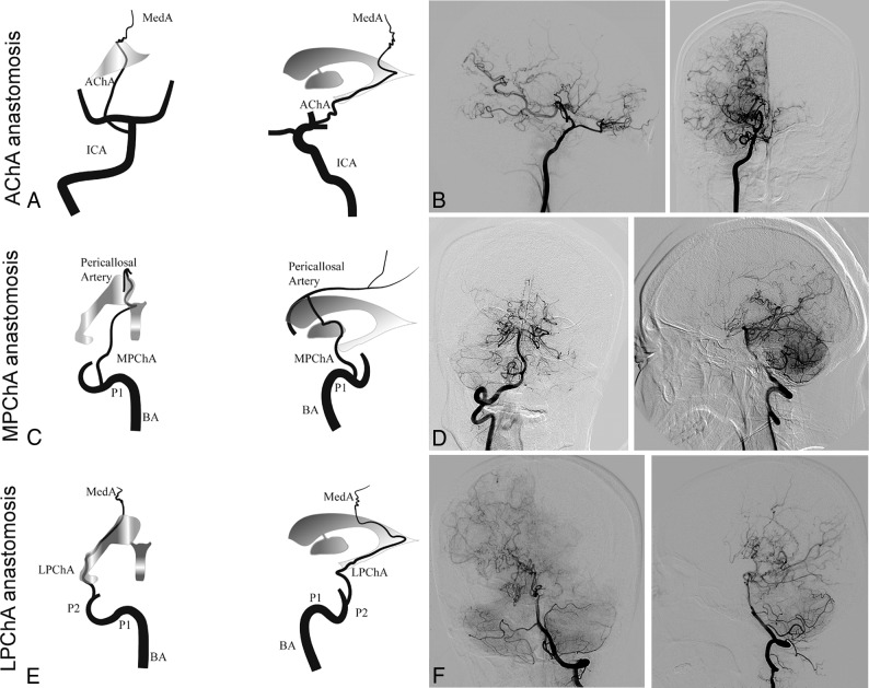 Fig 1.