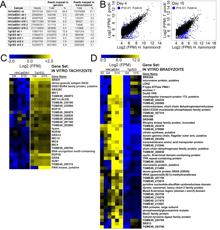 Figure 3—figure supplement 1.