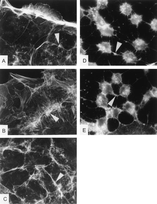 FIG. 8