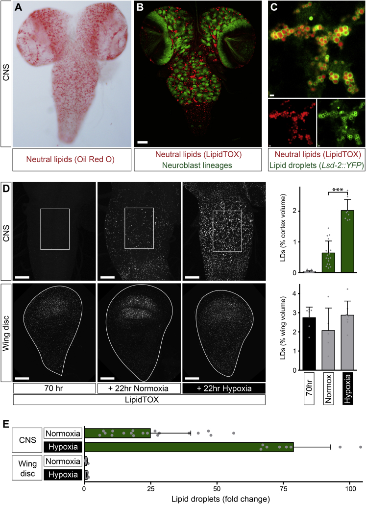 Figure 2