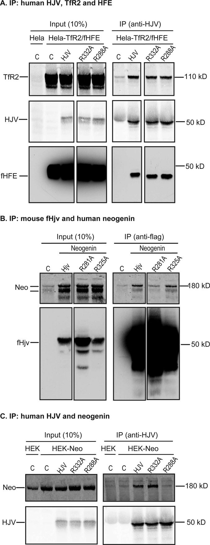 FIGURE 5.