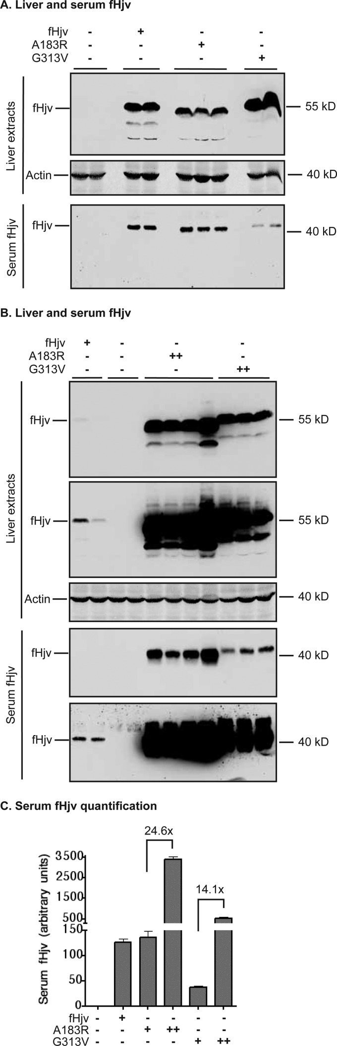 FIGURE 4.