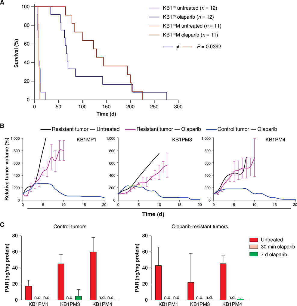 Loss of 53BP1 Causes PARP Inhibitor Resistance in Brca1-Mutated Mouse ...