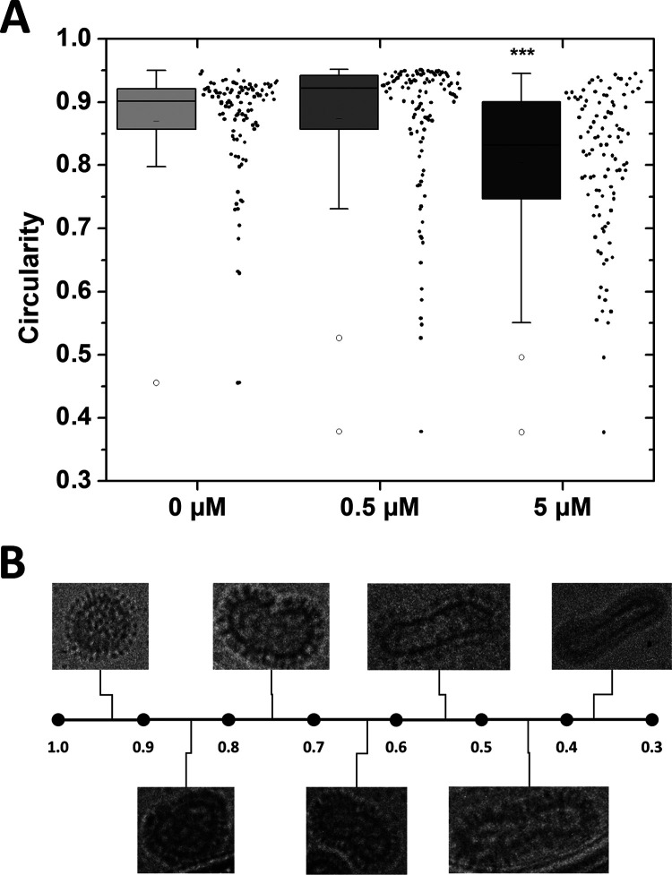 FIG 8