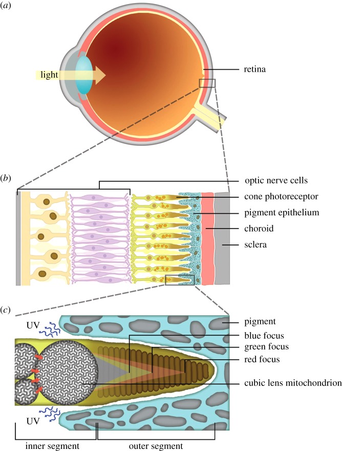 Figure 2.