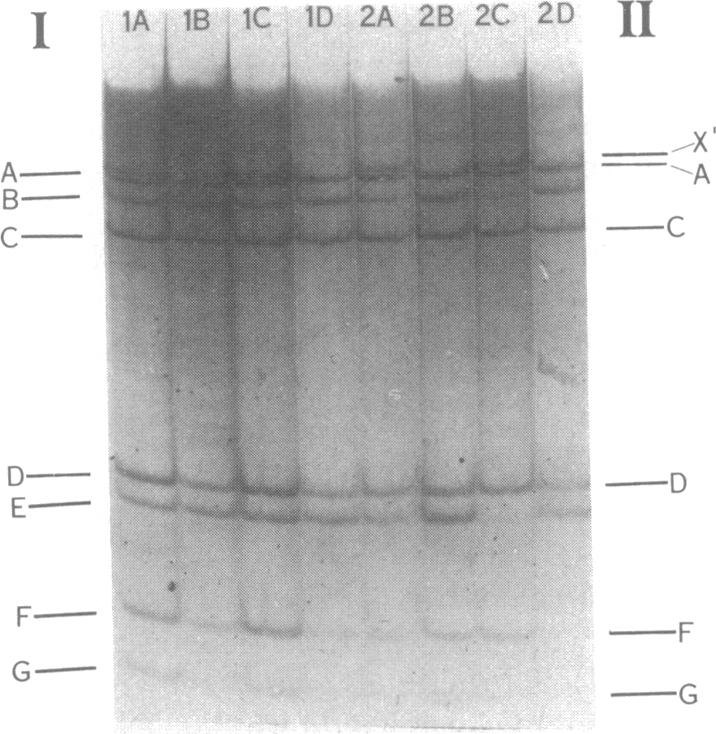 graphic file with name pnas00001-0420-a.jpg