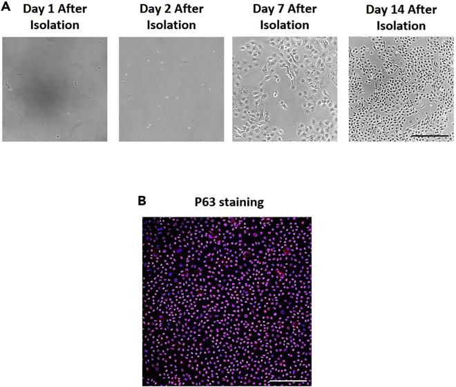 Figure 1