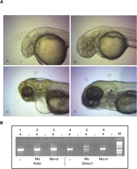 Figure 4