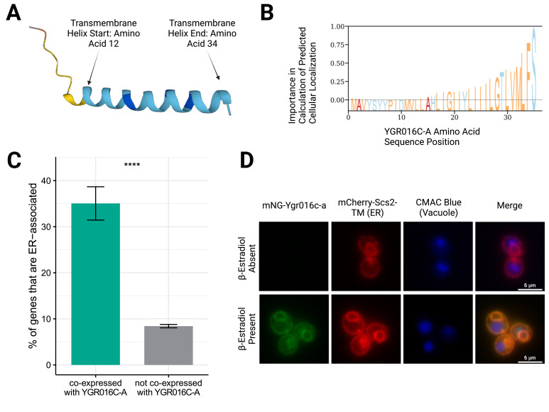 
Figure 1.

Ygr016c-a protein localizes to the endoplasmic reticulum

