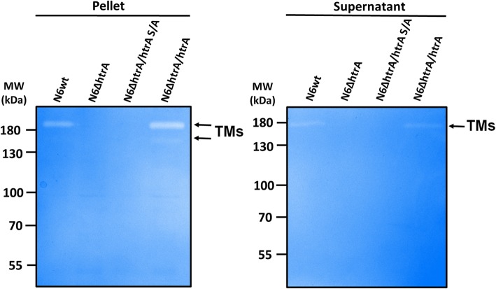 Fig. 10