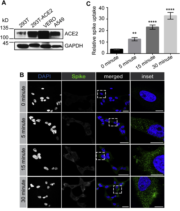 Figure 6