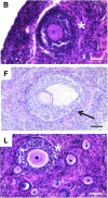 <b>FIG. 5.</b>