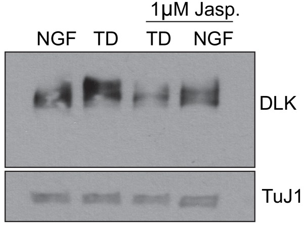 Figure 4—figure supplement 2.