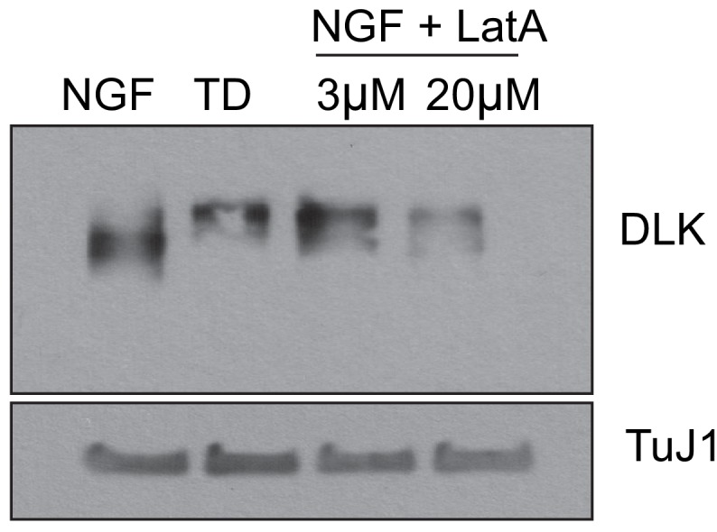 Figure 3—figure supplement 1.