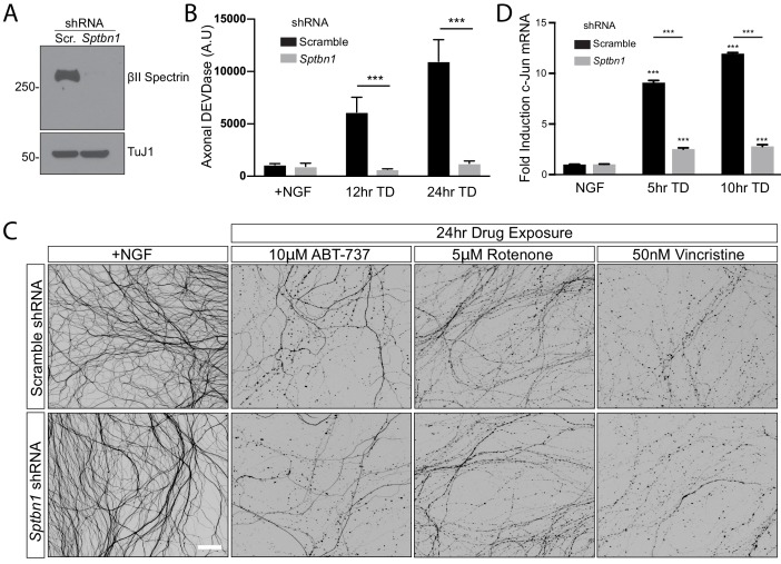 Figure 5—figure supplement 1.