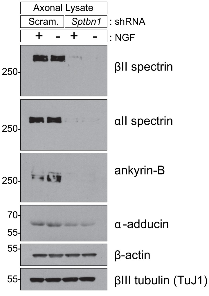 Figure 5—figure supplement 2.