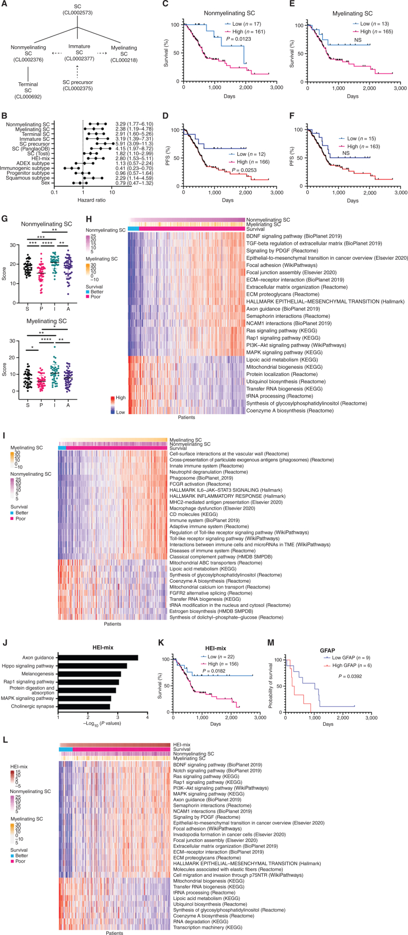 Figure 1. Nonmyelinating SC signature scores correlate with diminished survival in patients with pancreatic adenocarcinoma and with pathways related to cancer invasion. A, Hierarchical organization of SCs from Tabula-Sapiens (full lines) with dashed arrows indicating transitions in the SC lineage (22). B, Forest plot with hazard ratio and 95% CI. C–F, Kaplan–Meier curves of overall survival (C, E) and PFS (D, F) with high or low scores for signatures of nonmyelinating SC (C, D), and myelinating SC (E, F) in 178 TCGA PAAD patients. G, Nonmyelinating and myelinating SC signature scores in PDAC subtypes (S: squamous, P: progenitor, I: immunogenic, A: ADEX). H and I, Heatmap of gene sets correlating with high and low scores for nonmyelinating SC signature (H) and myelinating SC signature (I) in TCGA PAAD patients. Columns represent TCGA PAAD samples that have been rank ordered by the top row signature. Arrows indicate survival cutoff used in B and D with low survival patients at the left of the arrow. J, Top 7 enriched pathways in HEI-286 cocultured with MiaPaCa-2 as compared with HEI-286 SCs alone (EnrichR, human KEGG 2019 data set). K, Kaplan–Meier curve of overall survival with high or low scores for the cancer-exposed HEI-286 SC (HEI-mix) signature in 178 TCGA PAAD patients. L, Heatmap of gene sets correlating with high and low scores for cancer-exposed HEI-286 SC (HEI-mix) signature in TCGA PAAD patients. Columns represent TCGA PAAD samples that have been rank ordered by the top row signature. M, Kaplan–Meier of overall survival of PDAC patients with high or low GFAP expression in SCs determined histologically.