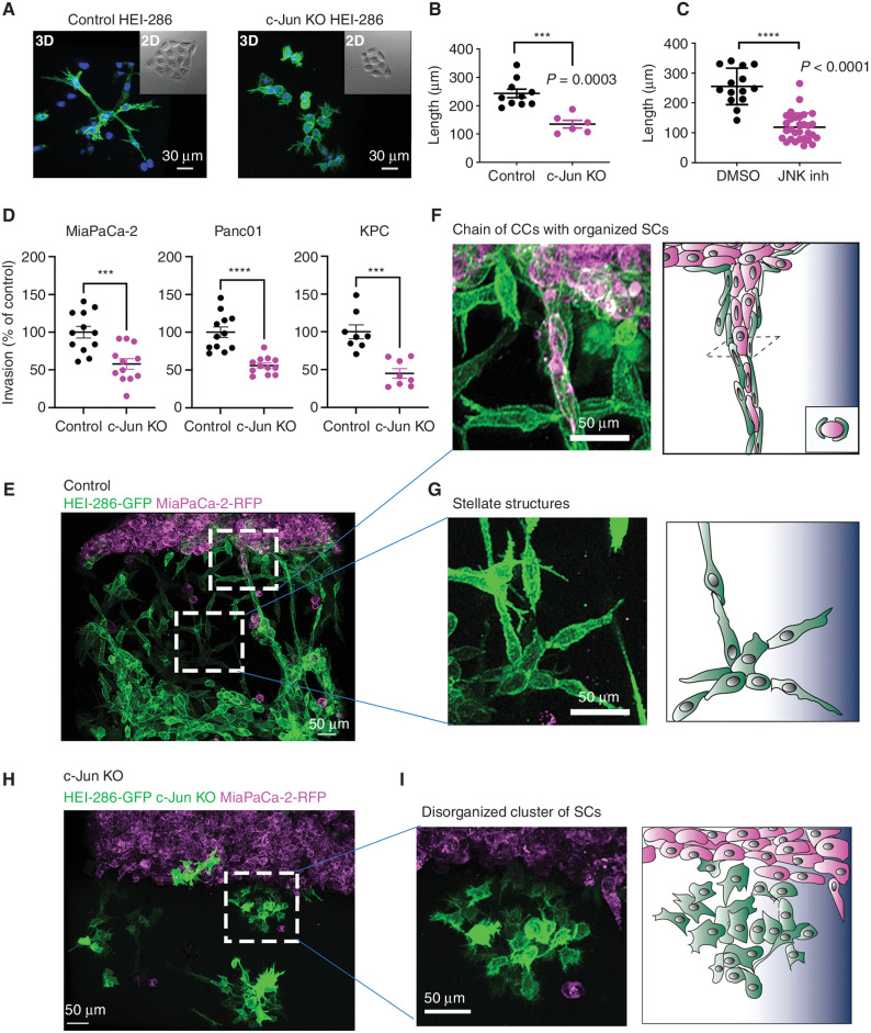 Figure 6. c-Jun coordinates SC collective organization and enhances cancer cell invasion in 3D Matrigel through track formation. A, Confocal images of control and c-Jun KO HEI-GFP SCs in Matrigel showing a lack of SC organization in c-Jun KO HEI-286 SCs. Scale bars, 30 μm. B and C, Quantification of the length of the SC structures created in Matrigel from one cell after 80 hours for control and c-Jun KO cells (control n = 10, c-Jun KO n = 6, mean ± SEM; B) and JNK inhibitor–treated cells (JNK inh; control n = 14, JNK inh n = 30, mean ± SEM; C). D, Quantification of cancer cell invasion into a 3D Matrigel chamber in the presence of control versus c-Jun KO HEI-286 SCs grown in the Matrigel (n = 8–12 measurements/condition, mean ± SEM). E, Maximum projection view of confocal images of MiaPaCa-2 (magenta) invasion in the presence of HEI-286-SCs (green) growing in Matrigel. Scale bar, 50 μm. F, Confocal image enlarged from E and schematic showing a chain of cancer cells (CC) aligned within a tubular, linear structure of control SCs in Matrigel. Scale bar, 50 μm. G, Confocal image enlarged from E and schematic showing branched structures created by aligned SCs in Matrigel. Scale bar, 50 μm. H, Maximum projection view of confocal images of MiaPaCa-2 invasion in the presence of c-Jun KO HEI-286 SCs growing in Matrigel. Scale bar, 50 μm. I, Confocal image enlarged from F and schematic showing a disorganized cluster of c-Jun KO HEI-286 SCs lacking organization. Scale bar, 50 μm.