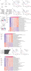 Figure 1. Nonmyelinating SC signature scores correlate with diminished survival in patients with pancreatic adenocarcinoma and with pathways related to cancer invasion. A, Hierarchical organization of SCs from Tabula-Sapiens (full lines) with dashed arrows indicating transitions in the SC lineage (22). B, Forest plot with hazard ratio and 95% CI. C–F, Kaplan–Meier curves of overall survival (C, E) and PFS (D, F) with high or low scores for signatures of nonmyelinating SC (C, D), and myelinating SC (E, F) in 178 TCGA PAAD patients. G, Nonmyelinating and myelinating SC signature scores in PDAC subtypes (S: squamous, P: progenitor, I: immunogenic, A: ADEX). H and I, Heatmap of gene sets correlating with high and low scores for nonmyelinating SC signature (H) and myelinating SC signature (I) in TCGA PAAD patients. Columns represent TCGA PAAD samples that have been rank ordered by the top row signature. Arrows indicate survival cutoff used in B and D with low survival patients at the left of the arrow. J, Top 7 enriched pathways in HEI-286 cocultured with MiaPaCa-2 as compared with HEI-286 SCs alone (EnrichR, human KEGG 2019 data set). K, Kaplan–Meier curve of overall survival with high or low scores for the cancer-exposed HEI-286 SC (HEI-mix) signature in 178 TCGA PAAD patients. L, Heatmap of gene sets correlating with high and low scores for cancer-exposed HEI-286 SC (HEI-mix) signature in TCGA PAAD patients. Columns represent TCGA PAAD samples that have been rank ordered by the top row signature. M, Kaplan–Meier of overall survival of PDAC patients with high or low GFAP expression in SCs determined histologically.
