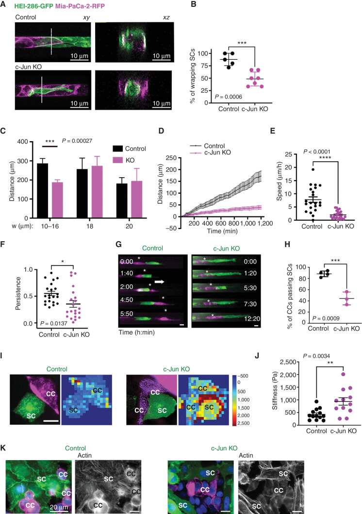 Figure 5. SC c-Jun facilitates cancer migration along SC tracks in microchannels. A, Confocal images of HEI-286 with MiaPaCa-2 (top) and c-Jun KO HEI-286 with MiaPaCa-2 (bottom) within microchannels showing longitudinal (xy) and transverse (xz) sections. Scale bars, 10 μm. B, Quantification of percentage of HEI-286 SCs wrapping around MiaPaCa-2 cells for control or c-Jun KO HEI-286 SCs (n = 5–7 recordings per group with a total of 23 to 27 cells/group, mean ± SEM). C, Quantification of distance migrated by cancer cells in microchannels of different widths and occupied by HEI-286 SCs (n = 9–20 cells per channel size). D, Tracks of cancer cells in microchannels occupied by control and c-Jun KO HEI-286 SCs. Average representation of 21 MiaPaCa-2 cells in each group (F test with F = 930.1; P < 0.0001). E, Quantification of cancer cell speed (absolute values) in microchannels occupied by control versus c-Jun KO HEI-286 SCs (n = 21 cells in each group). F, Quantification of MiaPaCa-2 cell directional persistence (absolute values) in microchannels occupied by control versus c-Jun KO HEI-286 SCs (n = 21 cells in each group). G, Fluorescent images of time-lapse movies showing the behavior of a MiaPaCa-2 after HEI-286 SC contact. A cancer cell passes by a control HEI-286 SC, whereas another is blocked by a c-Jun KO HEI-286 SC. Scale bars, 15 μm. H, Quantification of G showing the percentage of cancer cells (CC) passing by an HEI-286 SC (n = 3 experiments per group with at least 11 cells/group in each experiment, mean ± SEM). I, Images showing stiffness maps of cocultured HEI-286 SCs versus c-Jun KO HEI-286 SCs. Scale bar, 15 μm. J, Quantification of stiffness of HEI-286 SCs versus c-Jun KO HEI-286 SCs, measured by AFM (n = 12–13 cells/group, mean ± SEM, representative of two independent experiments). K, Images showing actin staining in cocultured HEI-286 SCs versus c-Jun KO HEI-286 SCs. Scale bar, 20 μm.