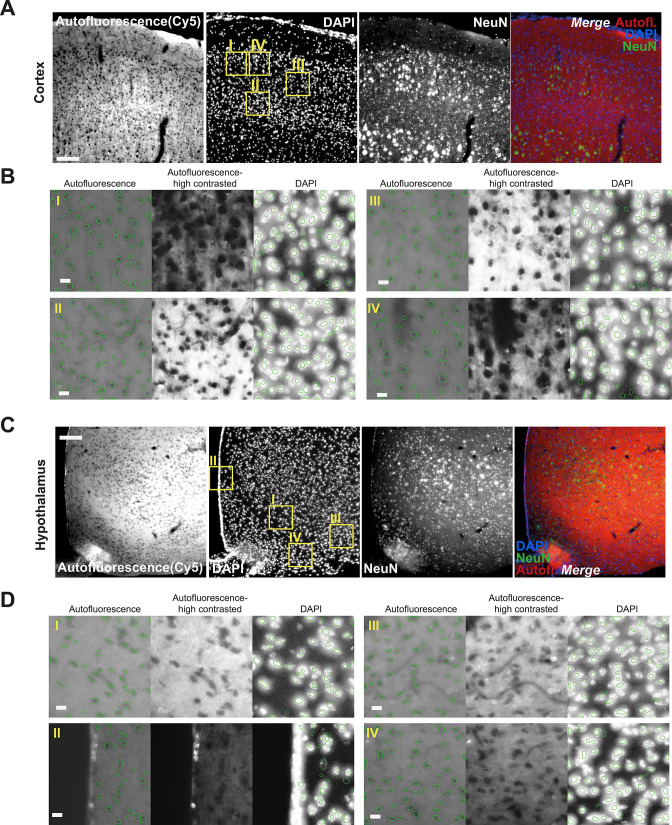 Figure 1—figure supplement 1.