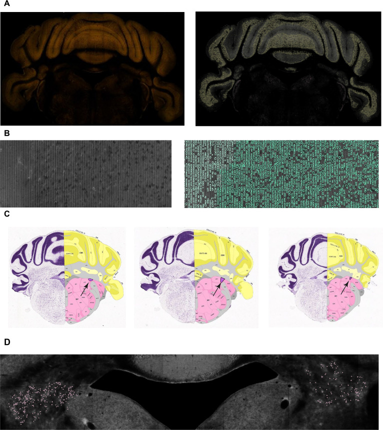 Figure 1—figure supplement 2.