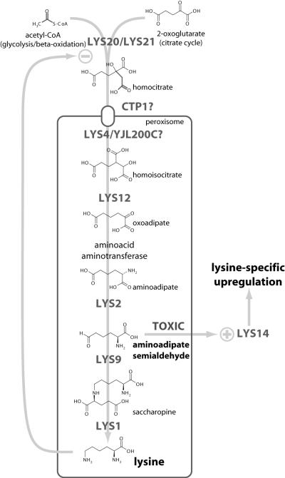 FIG. 8.