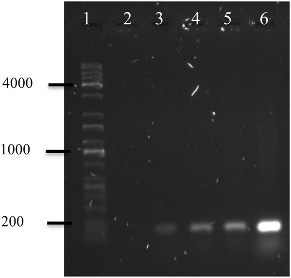 FIGURE 4