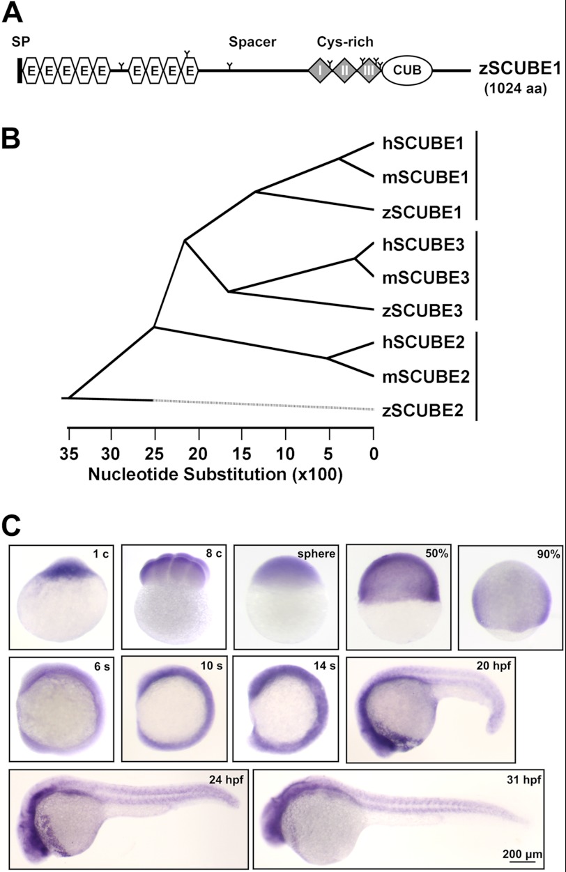 FIGURE 1.