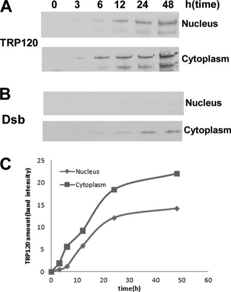 Fig. 8.