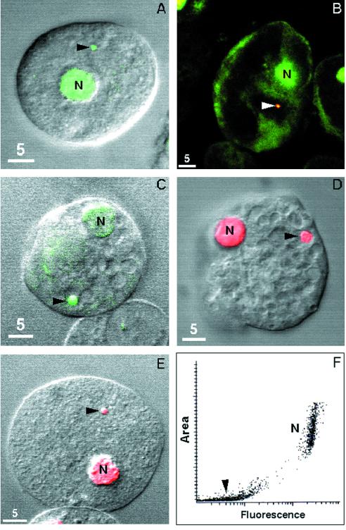 FIG. 1