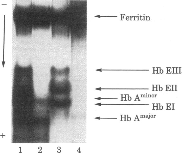 graphic file with name pnas00448-0219-b.jpg