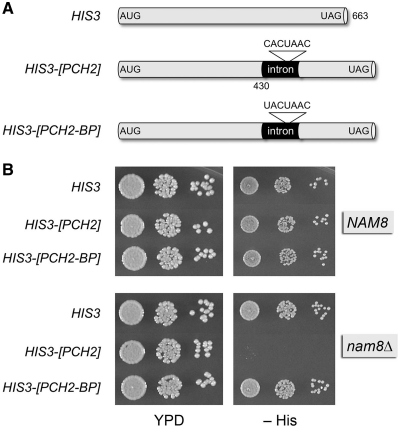 Figure 7.