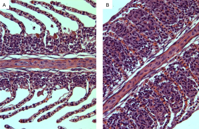 Figure 4: