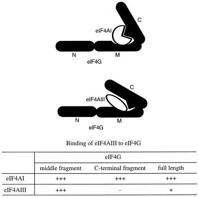 FIG. 11