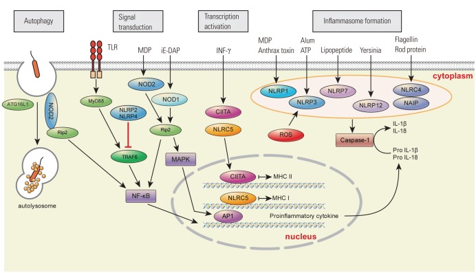 Fig. 2